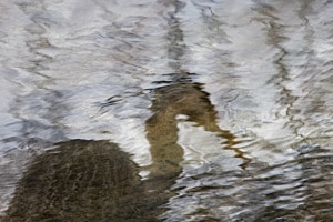 Graureiher auf der Jagd