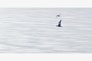 Schnellflug