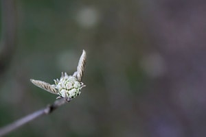 Frühlingsteufel