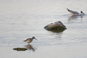 Vogeldiagonale