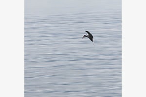 Landing