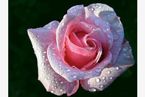 Verzauberte Rosenblüte