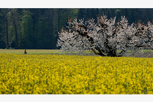 Rapsfeld