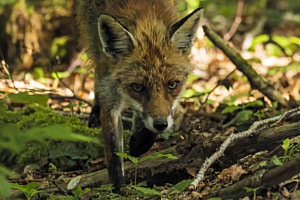 Renard distrait