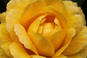 Rosa Gialla