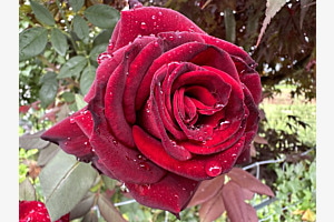 Rose nach Regen