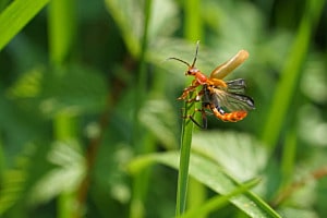 Roter Weichkäfer beim Abflug Roter Weichkäfer beim Abflug
