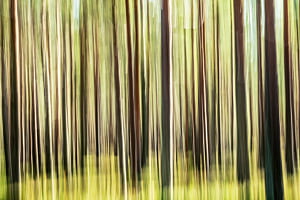 Im Wald