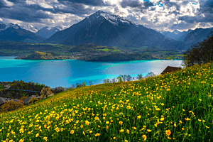FRÜHLINGSBLUMEN / APRILWETTER THUNERSEE