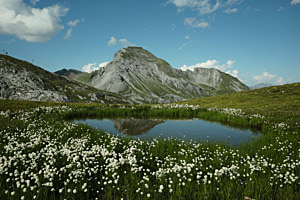 Bergbiotop 