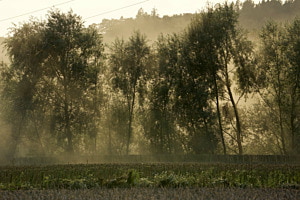 Weizenstaub im Abendschein