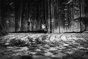 Katzenversteck Katzenversteck