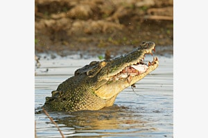 Salzwasserkrokodil beim fressen Salzwasserkrokodil beim fressen