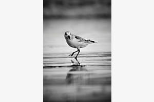 Sanderling, Teneriffa Sanderling, Teneriffa