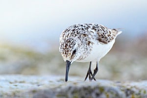 Zutraulicher Sanderling