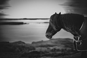 Le cheval du Connemara Le cheval du Connemara