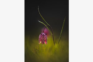 wie ein Lichtlein in der Nacht