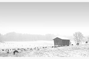 Schafe im Schnee