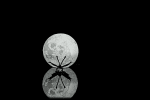 On the moon