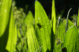 Schattenspinne