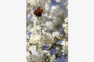 Schmetterling geniesst die Blütenpracht