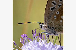 Detail Schmetterling