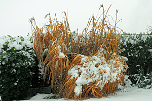 Schnee im Garten