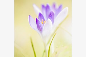 Krokusse