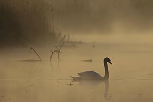 Der Schwan im Morgenlicht