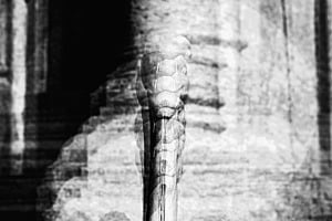 Brunnen  - Schwan