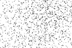 Zu viele Vögel in der Luft Zu viele Vögel in der Luft