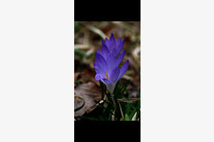 Frühling