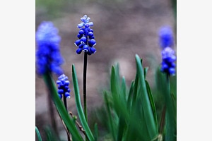 Frühling an der Emme