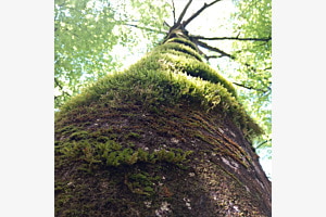 Baum