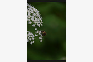 Bee me