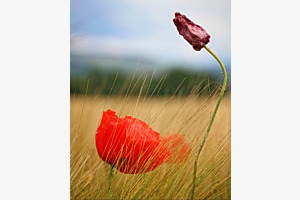 Monblume