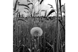 Sommer Sommer
