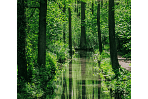 Spreewald