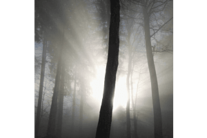 Nebel