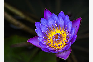 Seerose