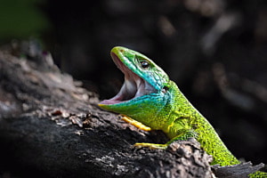 der Drachen vom Kaiserstuhl