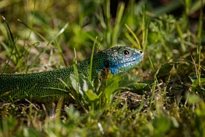 Tierisch 2