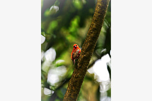 Red Fody Red Fody