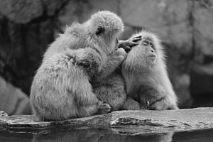 Snow Monkeys