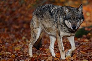 Wolf (Canis lupus)