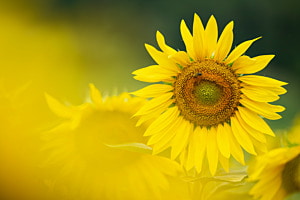 Sonnenblume