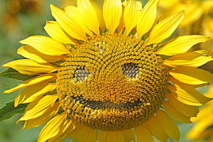 Lächelnde Sonnenblume