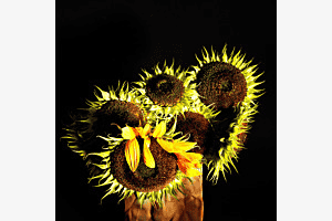 Sonnenblume