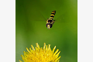 Sturzflug