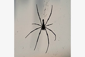 Spinne 